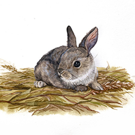 «Крольчонок»