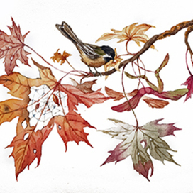 «Синица, клюющая кленовые листья»