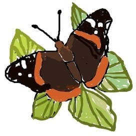 Бабочка адмирал