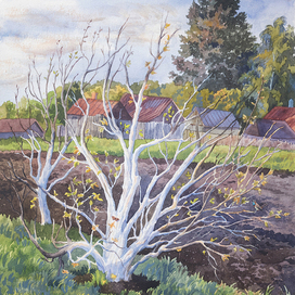 «Белые руки весны»