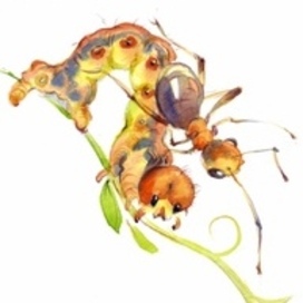 Гусеница землемер