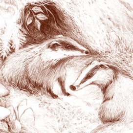 Семейство барсуков