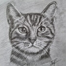 Portrait cat