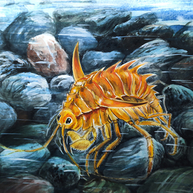 Рачок Аккантогаммарус. озеро Байкал