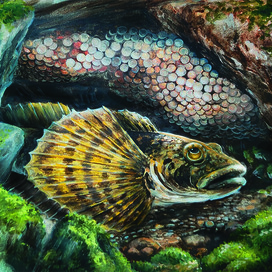 Рыбка Желтокрылка. Заботливый папаша