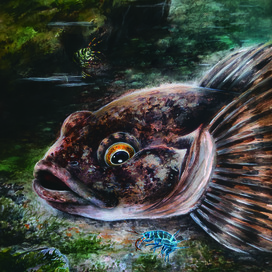 Рыбка Широколобка. Озеро Байкал