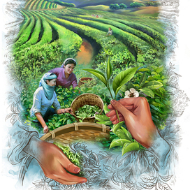 Для упаковки чая