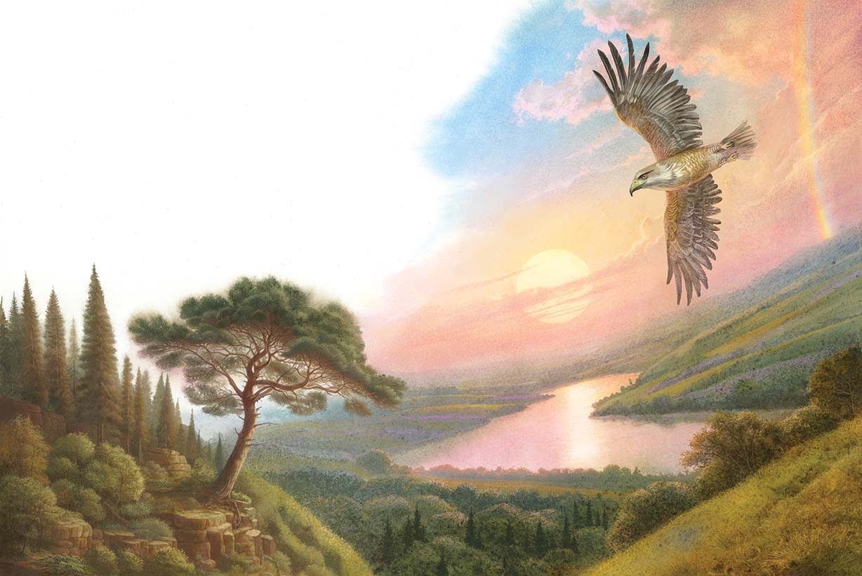 Молодой ястреб