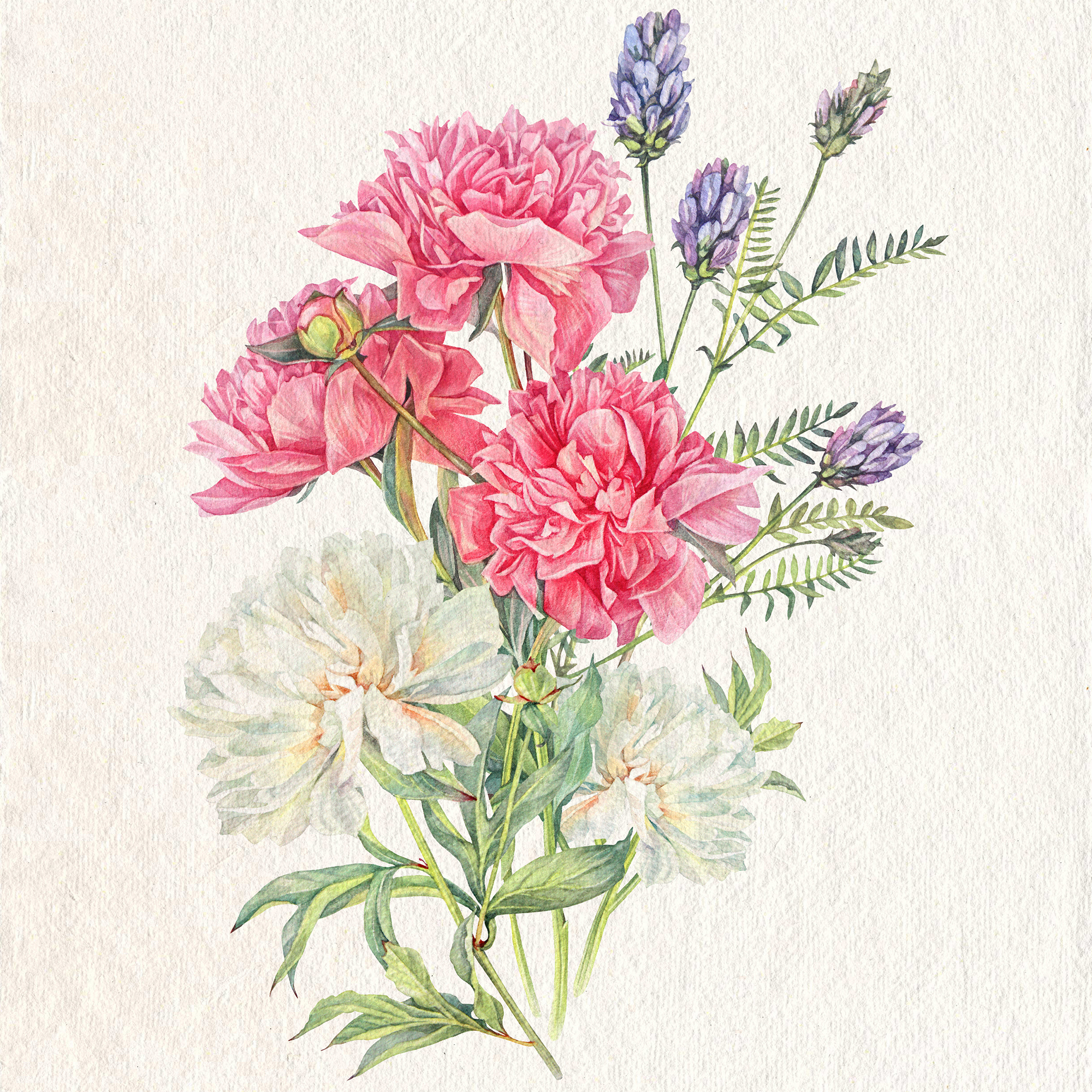 Букет пионов, акварельная иллюстрация