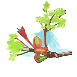 Клён цветет когда теплеют дни