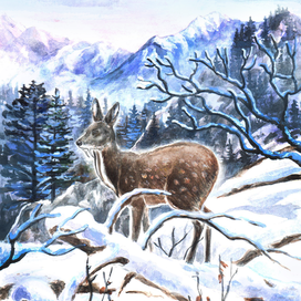 Кабарга - удивительный клыкастый олень.