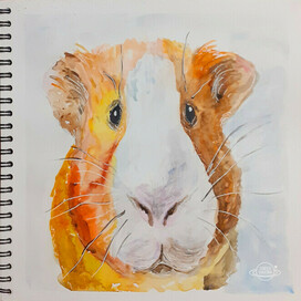 Морская свинка