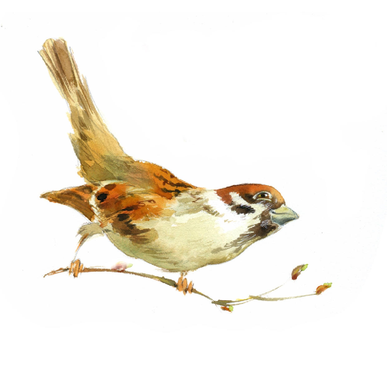 Задорный весенний воробей, титул