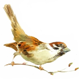 Задорный весенний воробей, титул