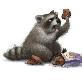 Ворчливый енот