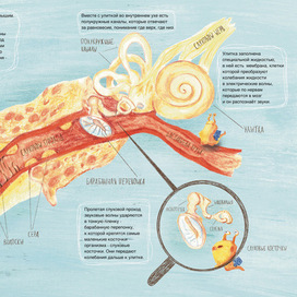 Иллюстрация к детской книге про строение уха