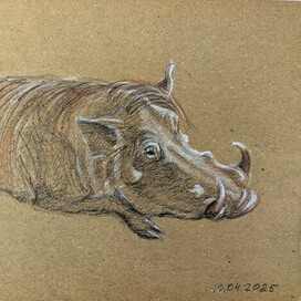 Портрет самца бородавочника