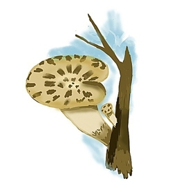 Гриб на дереве