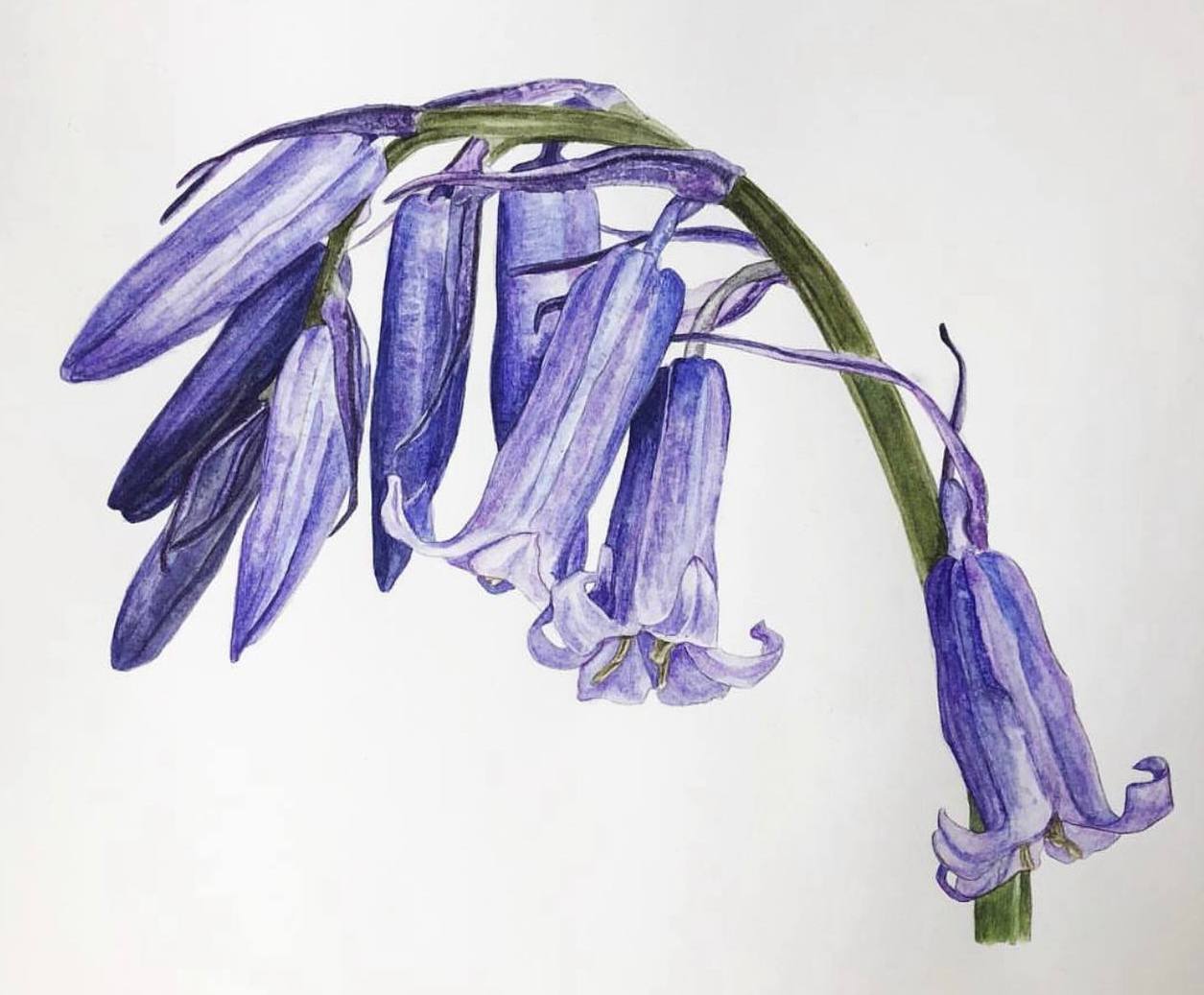 Колокольчики