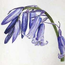 Колокольчики