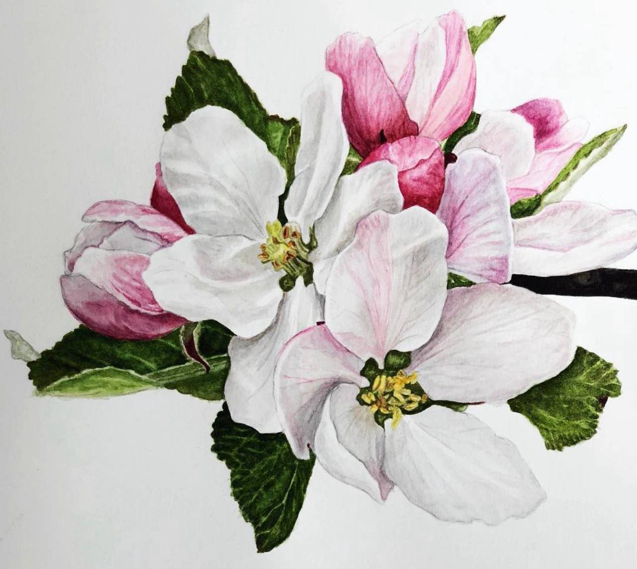 Яблоневый цвет