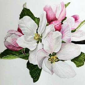 Яблоневый цвет