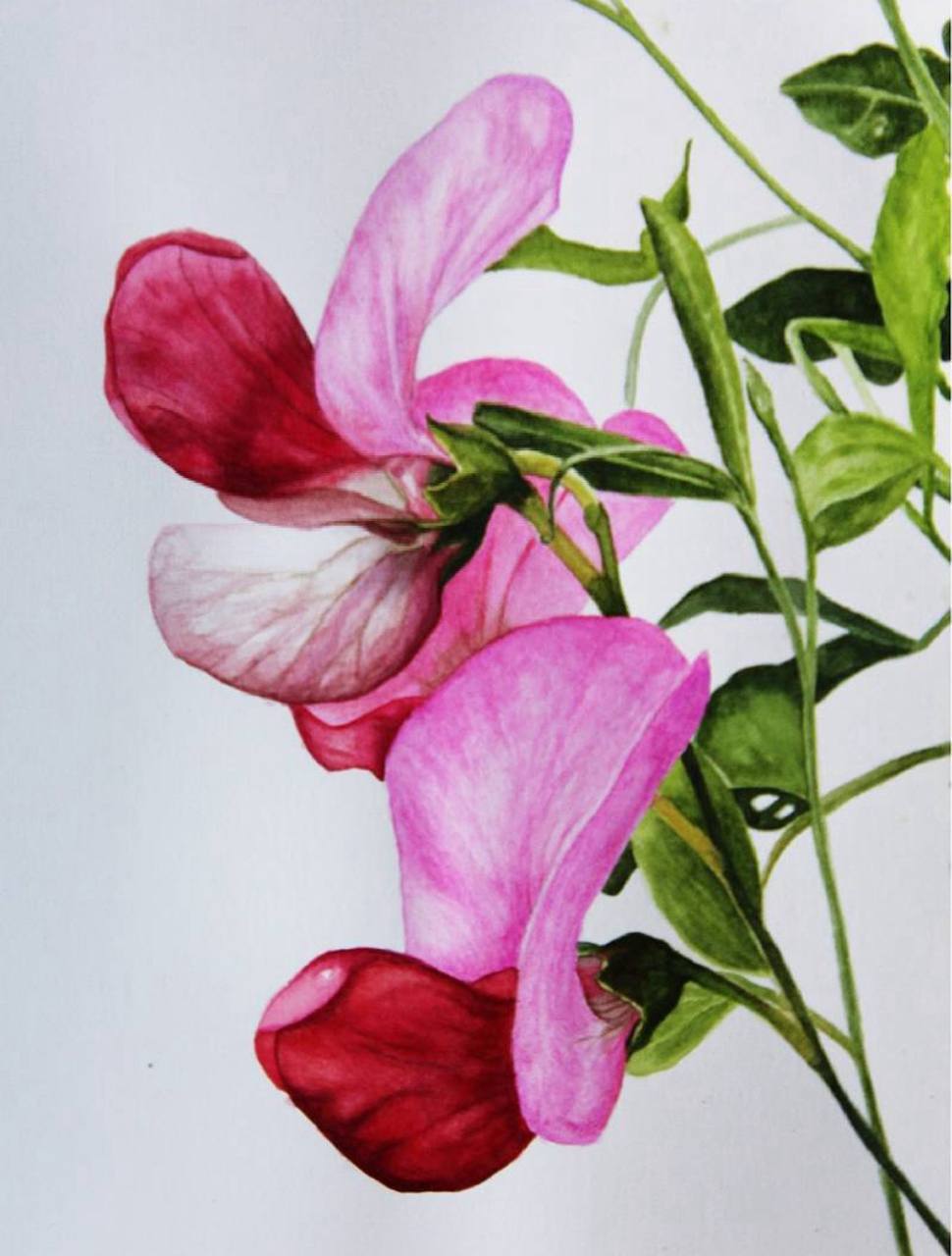 Душистый горошек