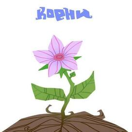 Корни