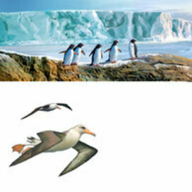 Антарктида.