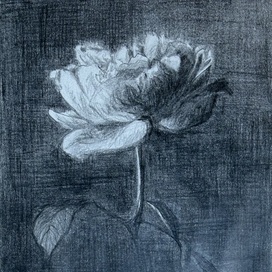 Роза на темном фоне 