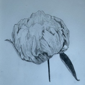 Бутон пиона 