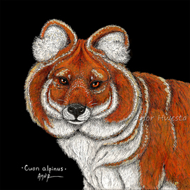 Красный волк