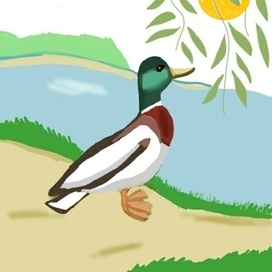 Селезень в пейзаже