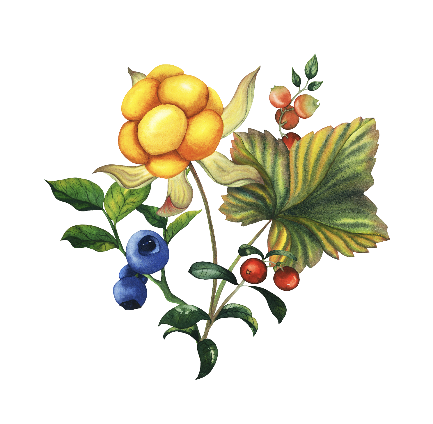 Акварельная ботаническая иллюстрация с лесными ягодами