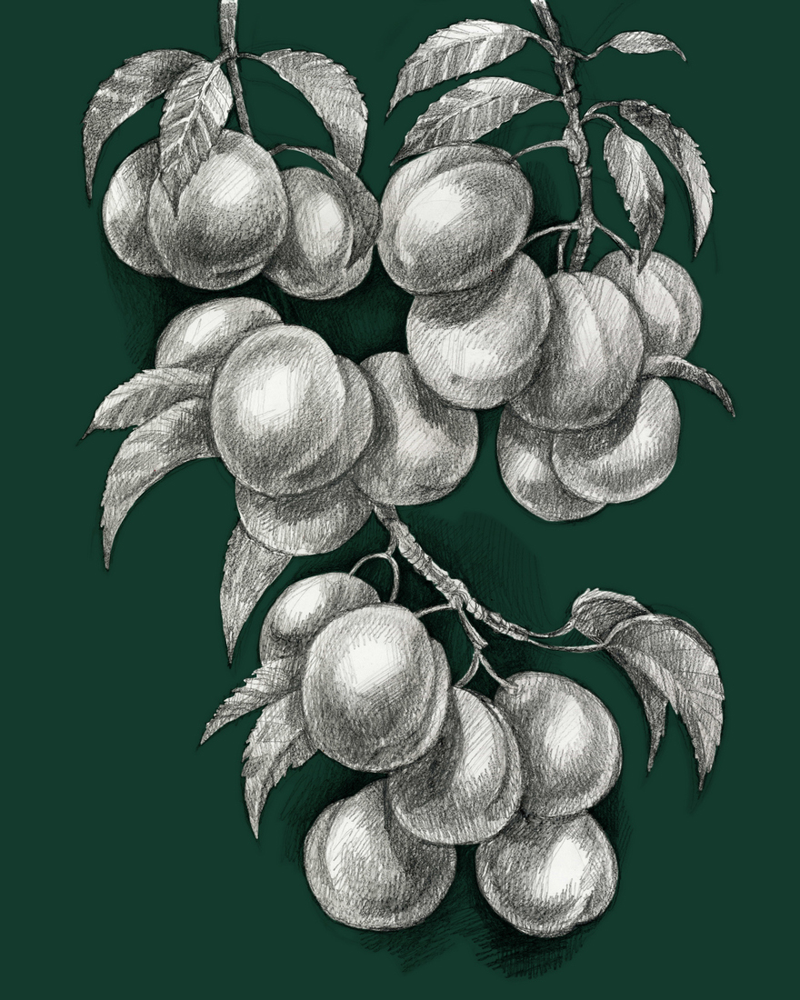 гастрономические открытки