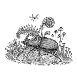 Жук-носорог