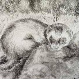 Хорек Эрни на природе