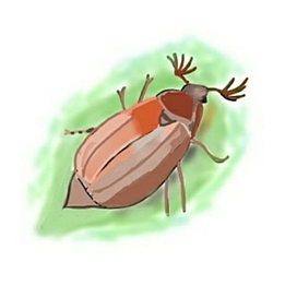 Майский жук