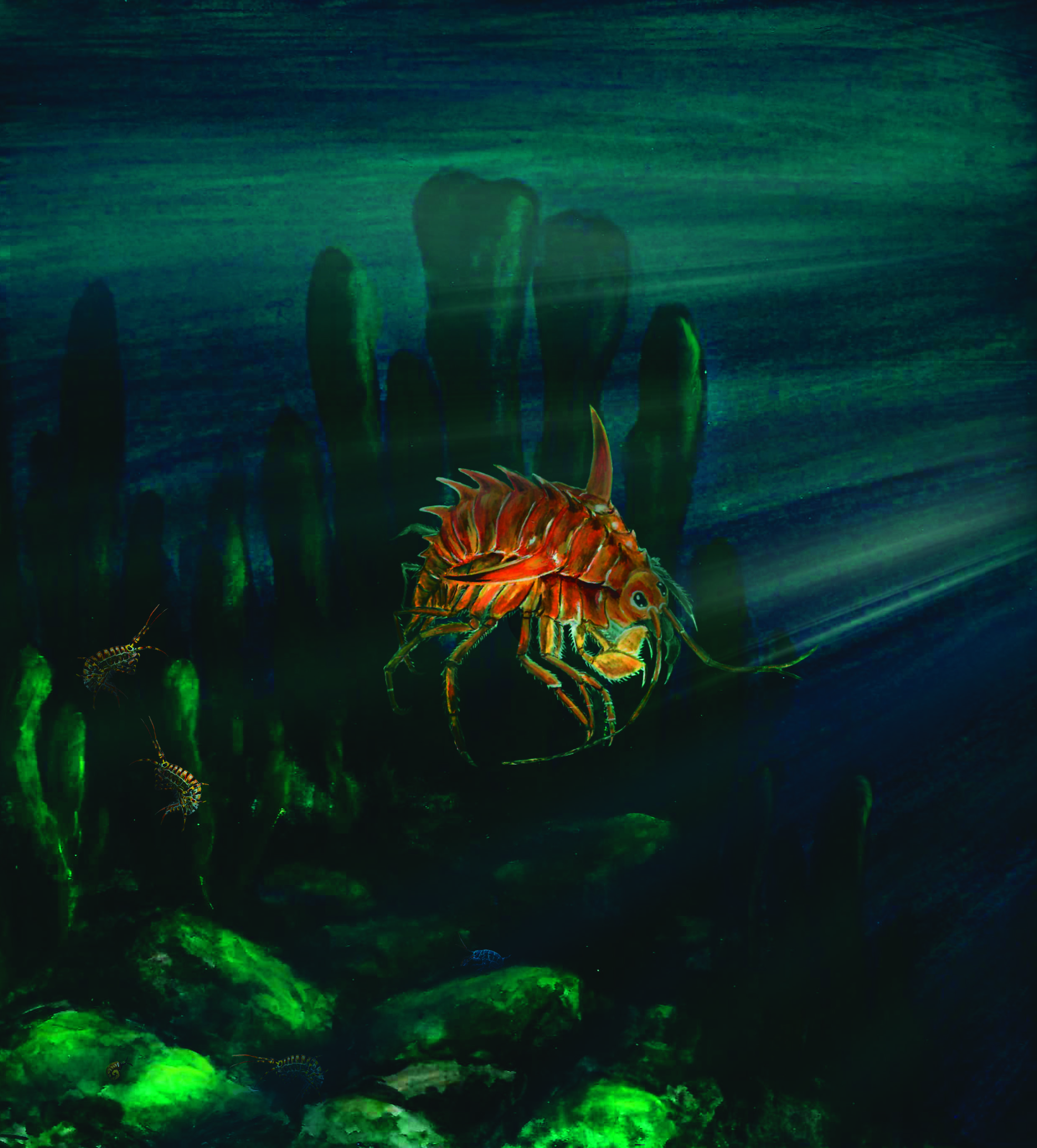 Чудо Байкала. Акантогаммарус