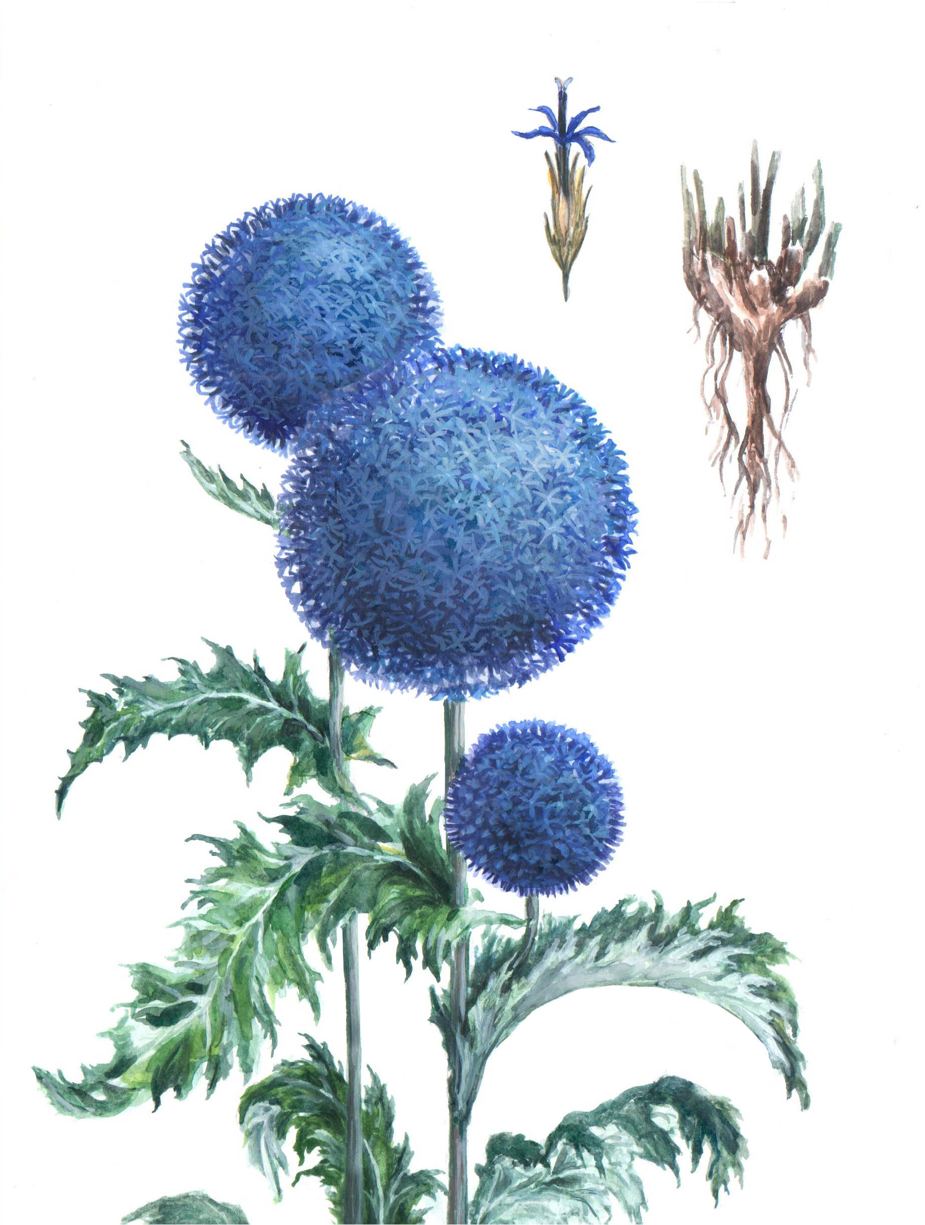 "Душа шамана". Мордовник широколистный