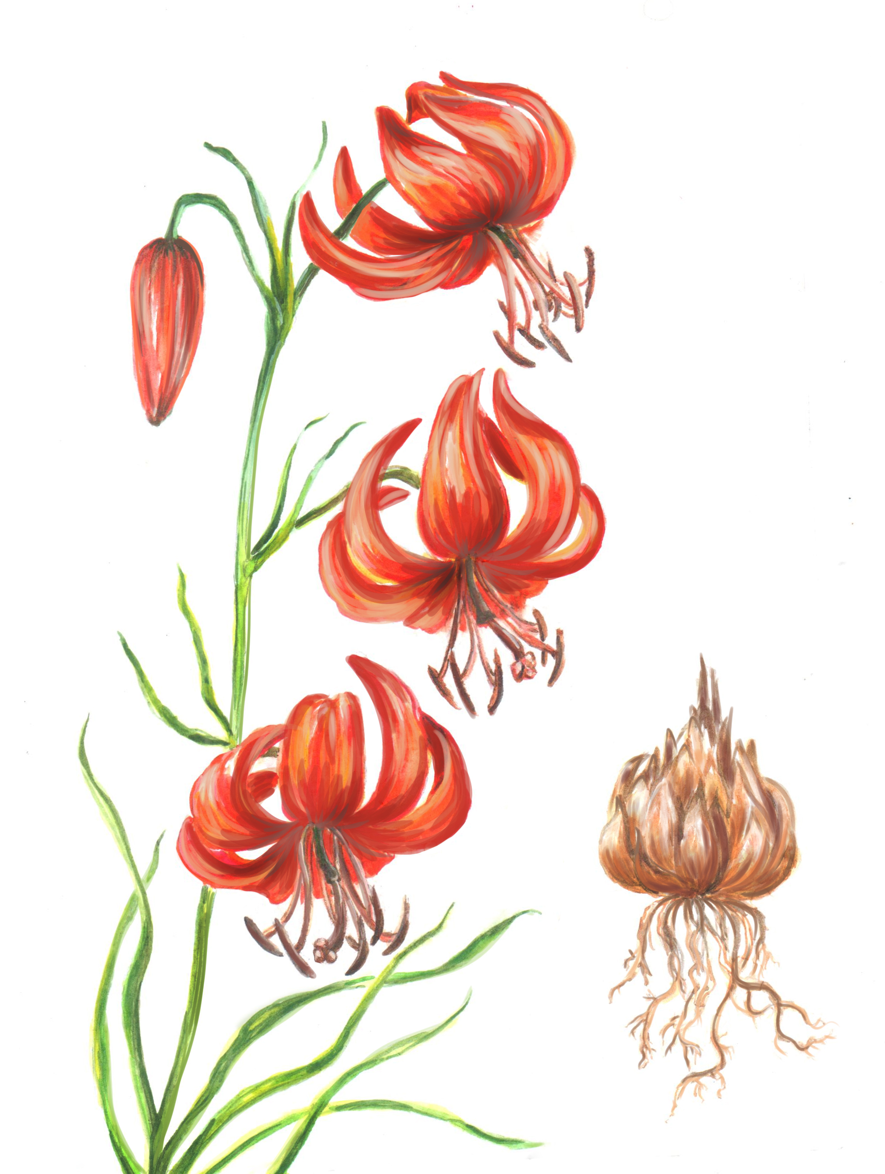 Лилия карликовая, редкий вид