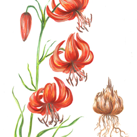 Лилия карликовая, редкий вид