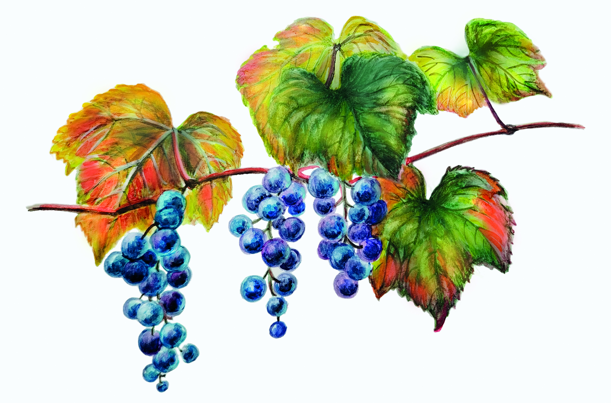 Виноград амурский - деревянистая лиана