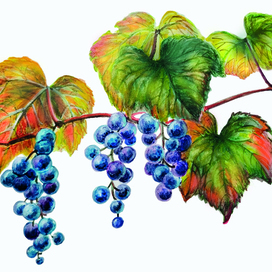 Виноград амурский - деревянистая лиана