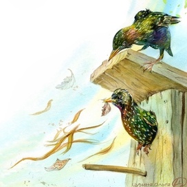 Выселение, скворцы