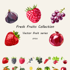 Коллекция фруктов 