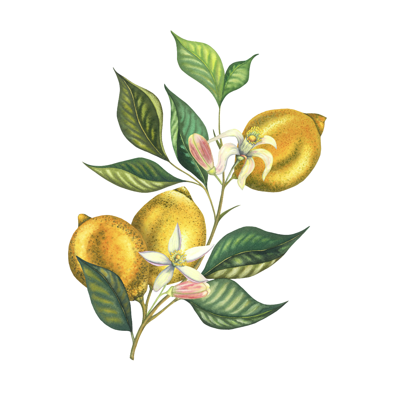 Акварельная ботаническая иллюстрация | Лимоны цитрусы