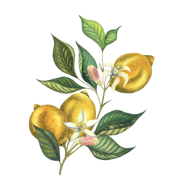 Акварельная ботаническая иллюстрация | Лимоны цитрусы