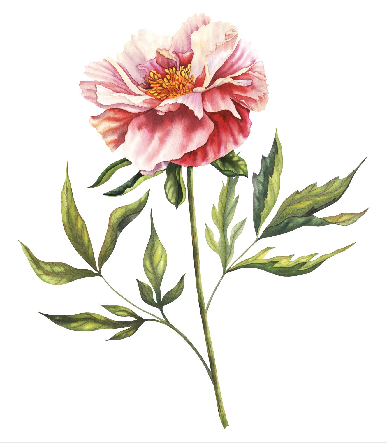 Ботаническая акварельная иллюстрация | розовый пион