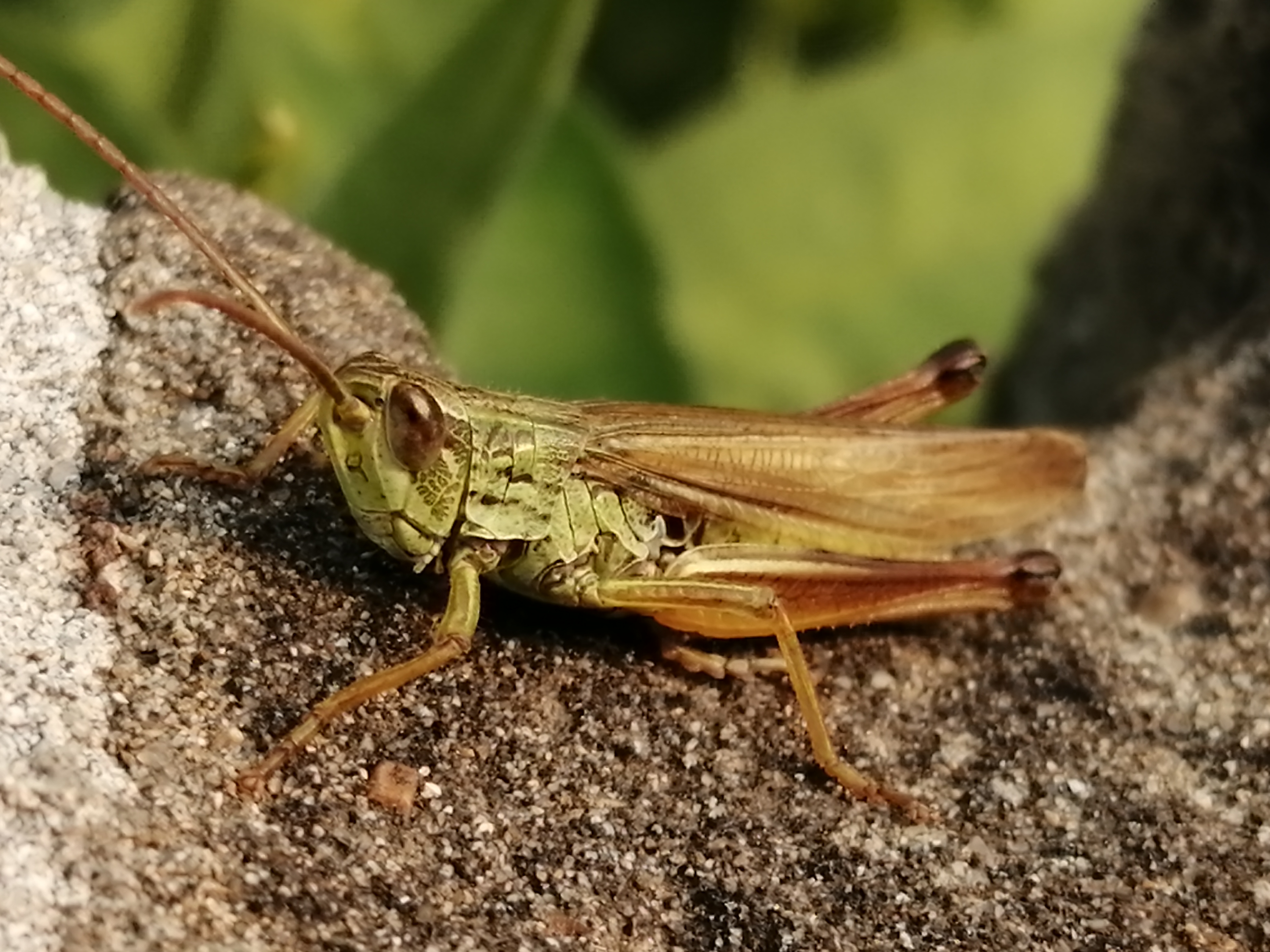 Фотографии насекомых (как стоковые)